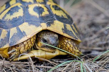 Porträt einer griechischen Schildkröte mit ihrer schönen gelben und schwarzen Panzer.
