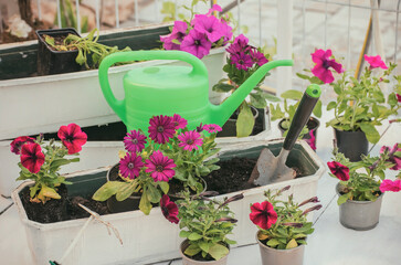 Spring garden work. seedlings, flower boxes and tools. Vintage style