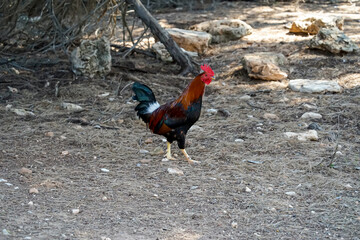Ein Hahn auf seinem Hof, ein prächtiger Hahn, der Herr über seine Hännen.
