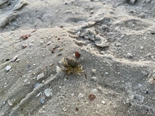 crab on the beach