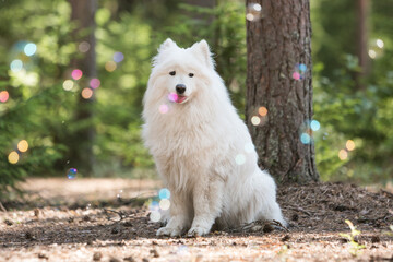 Cute White Samoyed dog sit among multicolored soap bubbles in the summer forest