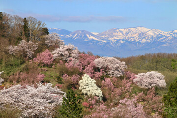 花見山の桜（福島県・福島市）