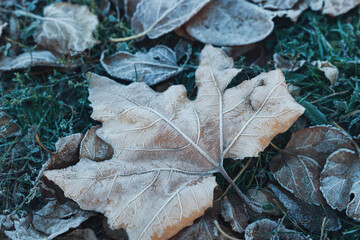 Beautiful fallen leaves and grass covered with hoarfrost, closeup
