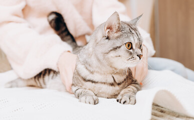 woman calming playful cat lying on a sofa indoors. tabby grey cat looking aside. pet friends, playful animals.