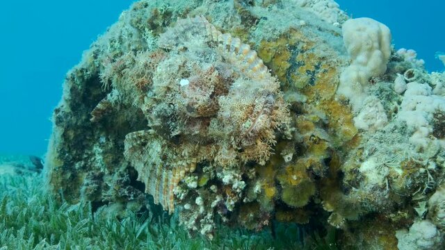Close-up portrait of Scorpion fish lie on coral. Bearded Scorpionfish (Scorpaenopsis barbata). 4K-60fps