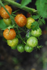 green tomatoes. rain-soaked green and red tomatoes