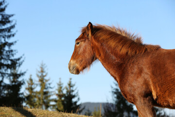 Brown horse outdoors on sunny day. Beautiful pet