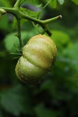 Obraz premium green tomatoes. rain-soaked green and red tomatoes