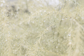 Cool autumn nature, wet yellowed foliage in raindrops, beige light background