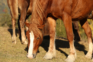 Fototapeta premium Brown horses grazing outdoors on sunny day. Beautiful pets