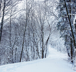 Winter landscape with snow covered trees .Christmas background.