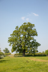 Fototapeta na wymiar Countryside trees and rural scenery in the UK.