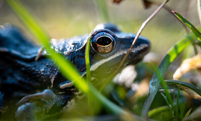 Moor frog (Rana arvalis) in a forest in early spring, close-up