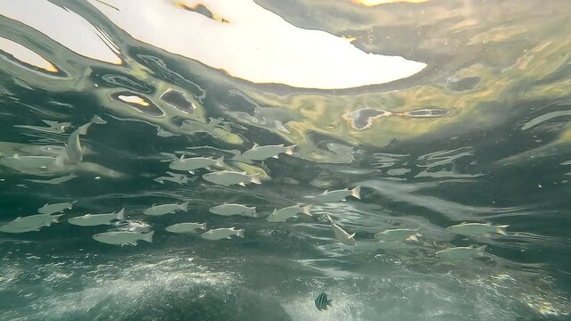 Flock of schooling fish warming on the sea surface. View of fish underwater.