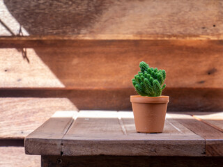cactus in wooden pots placed on wooden table