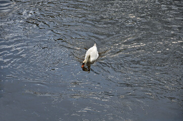 Swan swimming on the river.