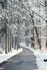 First snow on a paved road that goes through evergreen forest and yellow and orange trees