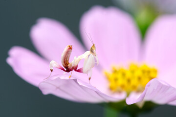 Pink Orchid Mantis in Thailand and Southeast-Asia. 