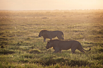 Two male lions hunting at sunrise in a foggy grassland in Amboseli National Park, Kenya
