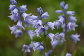 Blue flowers bells in the garden.