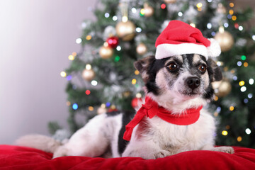 Santa dog on a background of holiday lights. Black and white dog in a red hat of Santa Claus lies on a red pillow. Dog on the background of the Christmas tree. Happy New Year. Merry Christmas.