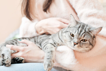 love and care for pets. world cat day. tabby cat and its owner spending time together, relaxing at home. happy pets.
