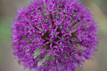 Purple onion inflorescence in the garden.