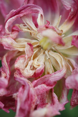 Fototapeta na wymiar Withering pink tulip flower outside