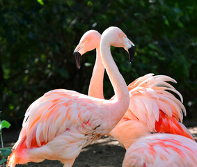 Flamingo standing and sleeping