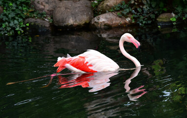 Swimming flamingo and its reflection