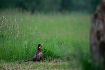 The common pheasant (Phasianus colchicus)