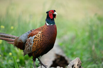 The common pheasant (Phasianus colchicus)