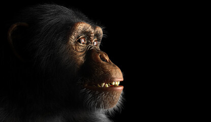 Chimpanzee monkey face portrait on black © Photocreo Bednarek