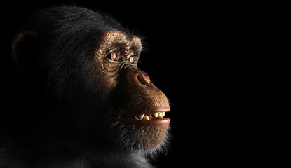 Rollo ohne bohren Affe Chimpanzee monkey face portrait on black  © Photocreo Bednarek