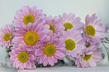 Delicate pink small chrysanthemum, Fall-blooming flowers.