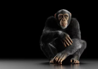 Foto op Canvas Chimpanzee monkey sitting portrait on black © Photocreo Bednarek