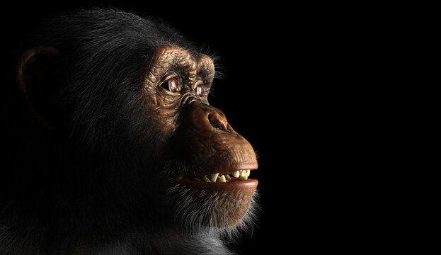 Chimpanzee monkey face portrait on black