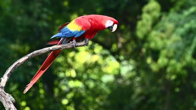 Scarlet macaw (Ara macao) perched on a branch, Costa Rica