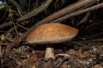 Big mushroom Leccinum boletus edulis or Leccinum aurantiacum in the dark forest. Mushroom  closeup. Soft selective focus.