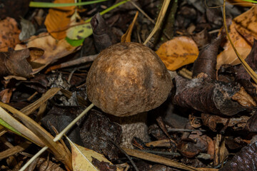 Leccinum boletus edulis or Leccinum aurantiacum, closeup. Mushroom in the aspen forest. Soft selective focus.