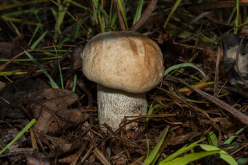Edible mushroom Leccinum aurantiacum in the aspen forest, close-up.