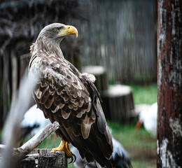 White-tailed eagle (Haliaeetus albicilla) in an aviary