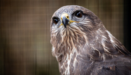 Common buzzard (Buteo buteo) portrait