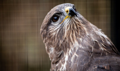 Common buzzard (Buteo buteo) portrait