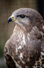 Common buzzard (Buteo buteo) portrait
