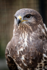Common buzzard (Buteo buteo) portrait