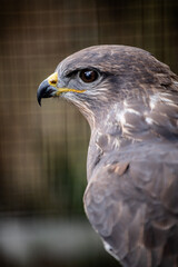 Common buzzard (Buteo buteo) portrait