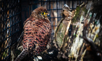 Common kestrel (Falco tinnunculus) in an aviary