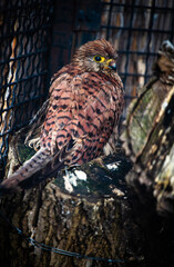 Common kestrel (Falco tinnunculus) in an aviary