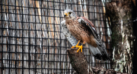 Common kestrel (Falco tinnunculus) in an aviary